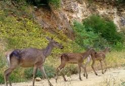 İki farklı kızılgeyik ailesi, Bursa ormanlarında