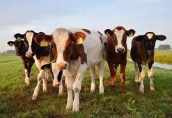 TÜİK: Büyükbaş sayısı 17,2 milyon, küçükbaş sayısı 58,2 milyon oldu