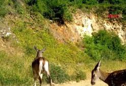 İki farklı kızılgeyik ailesi, Bursa ormanlarında