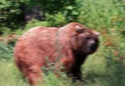 Ayı sanıp tüfekle vurduğu imam ağır yaralı