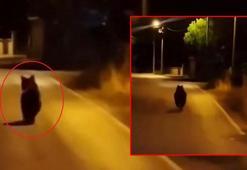 Köye inen ayı otomobilden koşarak kaçtı; o anlar kamerada