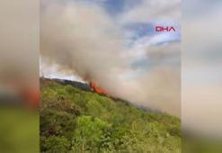 Kocaeli'de orman yangını