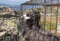 Bitkin bulunan kara akbaba, tedavisinin ardından doğaya salındı