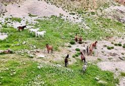 Munzur Dağları'ndaki yılkı atları dron ile görüntülendi