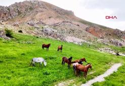 Munzur Dağları'ndaki yılkı atları dron ile görüntülendi