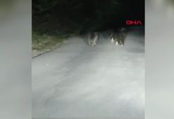 Yola inen bozayı ve yavrusu kamerada