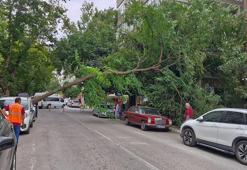 Rüzgarın devirdiği ağaç, otomobilin üzerine düştü