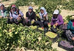 Mersin'de 1400 rakımda üzüm hasadı