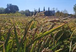 Bursa'da, su tasarruflu çeltik üretimi
