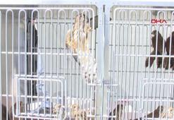 Tedavi ve rehabilitasyonu tamamlanan 27 kuş doğaya salındı