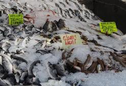 Balık bollaştı, fiyatlar düştü