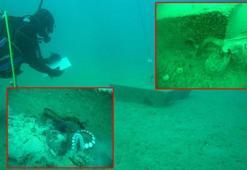 İzmir Körfezi'ne ahtapotlar için yapay resif