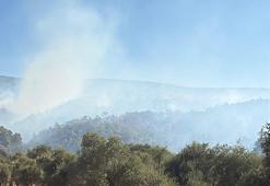 Muğla Milas'daki yangın Aydın'a sıçradı