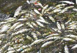 İzmir Körfezi'nde balık ölümleri