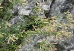 Küre Dağları Milli Parkı'nda endemik bitki türü keşfedildi