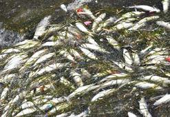 İzmir Körfezi'nde balık ölümleri