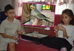 Kardeşler, günlerdir pencereden kaçan papağanları ‘Zeytin’i arıyor
