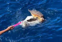 Küresel Sumud Filosu, plastik atıklara takılmış Caretta'yı kurtardı