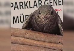 Çanakkale'de tedavisi tamamlanan kuşlar doğal ortamına salındı