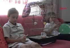 Kardeşler, günlerdir pencereden kaçan papağanları ‘Zeytin’i arıyor