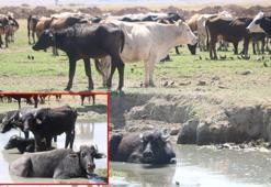 Yüksekova'da manda yetiştiriciliği yeniden geçim kaynağı oldu