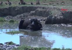 Yüksekova'da manda yetiştiriciliği yeniden geçim kaynağı oldu