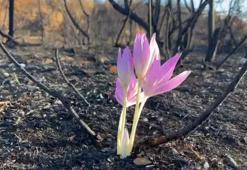 Orman yangınında yanan alanda çıkan 'güz çiğdemi' umut oldu