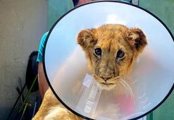 Yaban hayvanları sağlığına kavuşturuluyor