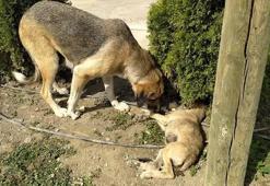 Yavru köpeğe araç çarptı; annesi başından ayrılmadı