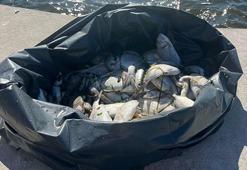 İzmir Körfezi'nde balık ölümleri sürüyor