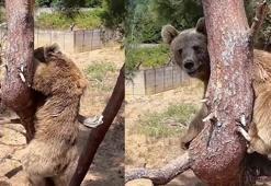 Bozayılar günlerinin büyük bölümünü tırmandıkları ağaçlarda geçiriyor