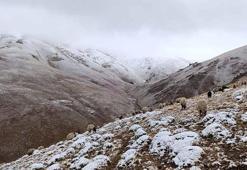 Van'ın yükseklerine kar yağdı; hazırlıksız yakalanan çobanlar zor anlar yaşadı