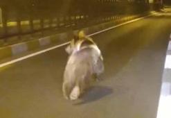 Tunceli’de kara yoluna inen bozayı kamerada