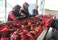 Kulacalı kadınların ürettiği 1500 ton biber salçası Hollanda'ya ihraç edilecek