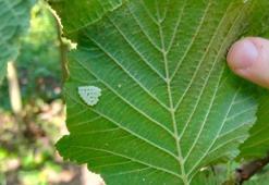 Samsun'da 1 milyonun üzerinde samuray arısı doğaya salındı
