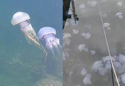 Doç. Dr. Dindar: Marmara’da görülen denizanası yoğunluğu müsilajın da habercisi