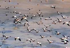 Erzincan'da mola veren kuşların göç hareketlerini izliyorlar