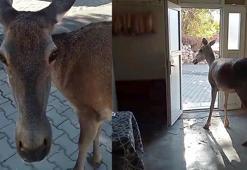 Kızılgeyik köy kahvehanesine girdi