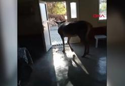 Kızıl geyik köy kahvehanesine geldi