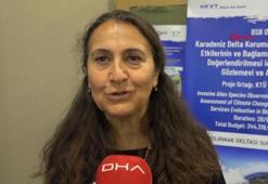 Kızılırmak Deltası'nda istilacı türler mercek altında