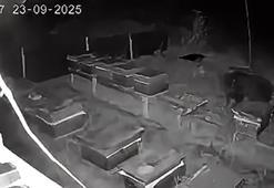 Arıcıların 4 kovan balını yiyen bozayı kamerada