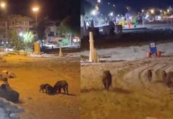 Yaban domuzları sahile indi