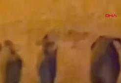 Yaban domuzları sahile indi