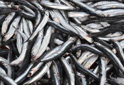 Denizdeki sardalya bolluğu fiyatlara yansıdı