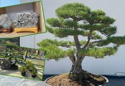 Türkiye'nin ilk, Avrupa’nın en büyük Bonsai Müzesi’ne ilgi; 3 eser ‘The Trophy’de sergilenecek