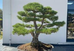 Türkiye'nin ilk, Avrupa’nın en büyük Bonsai Müzesi’ne ilgi; 3 eser ‘The Trophy’de sergilenecek