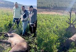 Gaziantep’te sulama hortumlarına takılıp mahsur kalan kızılgeyik kurtarıldı