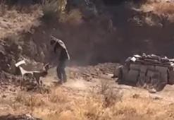 Sivas'ta yavru köpeğe sopalı şiddete tutuklama