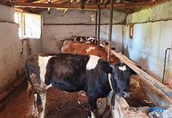 Hisarcık'ta şap karantinası