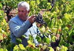 Ürettikleri üzüm suyunu Avrupa ülkelerine satıyorlar